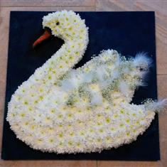 Swan