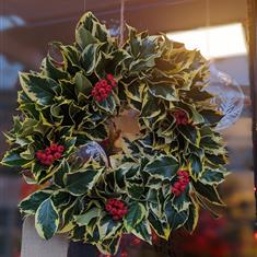 Holly Wreath