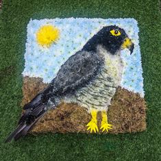 Peregrine Falcon