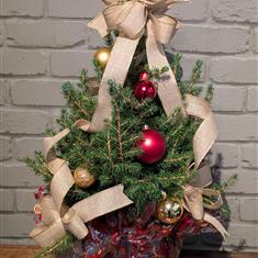Potted Christmas Tree 1