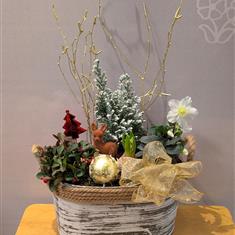 Christmas Tin Planted Arrangement 