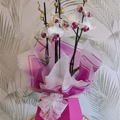 Phalaenopsis Orchid Gift Box