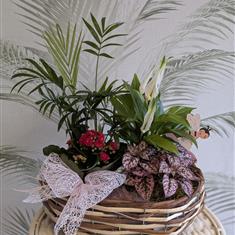 Planted Basket Arrangment