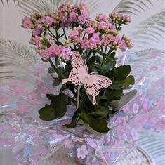 Pink Kalanchoe Plant