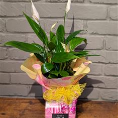 Peace Lily Gift with Chocolates